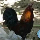 للبيع ديك عربي ثراث