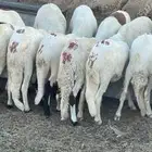 سواكن شامل سلخ وتوصيل