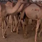 قعدان صوماليه
