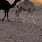 للبيع قعدان