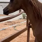 مهره واهو كفو