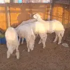 بهم للبيع 5طليان وتيس رقم التواصل