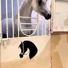 خيل عربي اصيل