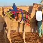 قعود حق سيده للبيع