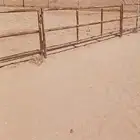 بادوك للخيل وللابل