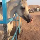 حصان شعبي للبيع