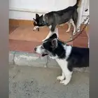 نقبل تبني جميع انواع الكلاب