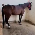 فرس انقليزية للبيع