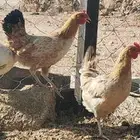 دجاج ترثه