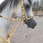 حصان شعبي يناافس الواهو