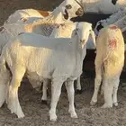 سواكن تربيييه 4 شهور شامل خدمه سلخ وتوصيل