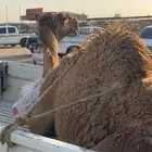 بعير ولد المعنا