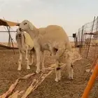 مشروع فحل حري صنف الصنف  تم البيييع خارج الموقع