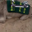 حداجه او شداد ( حوايه ) بعير