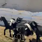 رخال نظاف وسمان العدد 6