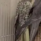 كروان للبيع