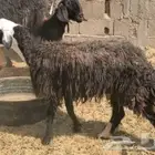 6 نعاج طيبات