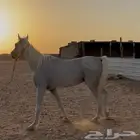 خيل للبيع بسعر مناسب