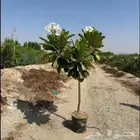 مزارع ومنسق حدائق