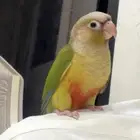 كنيور مفقود حي طويق