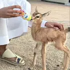 للبيع مولود غ ز ا ل لعوب تبارك الرحمن