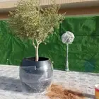يوجد لدينا شجر الزيتون للبيع المثمره والمعمره وشجر حمضيات