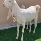 عنز خصم
