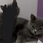 للبيع قط سكوتش