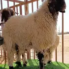 نعيم جزل خرفان جذعان عدد 6