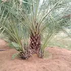يوجد لدينا جميع أنواع النخيل