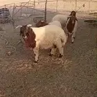 بهم للبيع