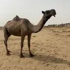 للبيع الصفراء الخفوت