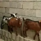 تيوس بلدي للبيع