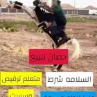 خيل بارد مع البارد عمره 6 ترقيص موقع الحصان بالميدان