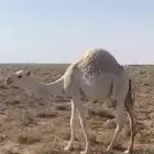 حاشي