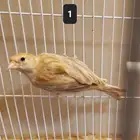 كناري 4 حبات للبيع
