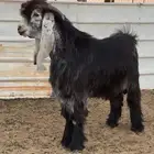 جذع عارضي خصم