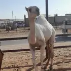 حواره بكره كفو باتليه