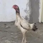 دجاج شامو ياباني صنف