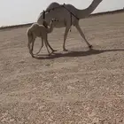 للبيع العشرا