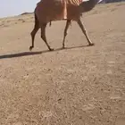 للبيع البكره