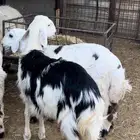 هرافى طيبه ونظيفه