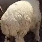 خاروف جذع نعيم عداله فل الفل ضهر وذنبه شرط نصاح