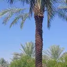 يوجد لدينا جميع انواع النخل عربي ووشنطني للبيع ج