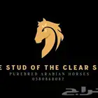 ايوا خيل بأسعار منافسة