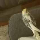 كروان اليف ومتكلم