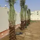توريد الشبوك المزارع تمفيذودقه
