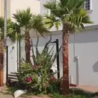 نخل واشنطن زي
