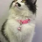 قط شيرازي انثى