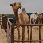 للبيع قعود اشعل ابوه بعير الدويش رماني